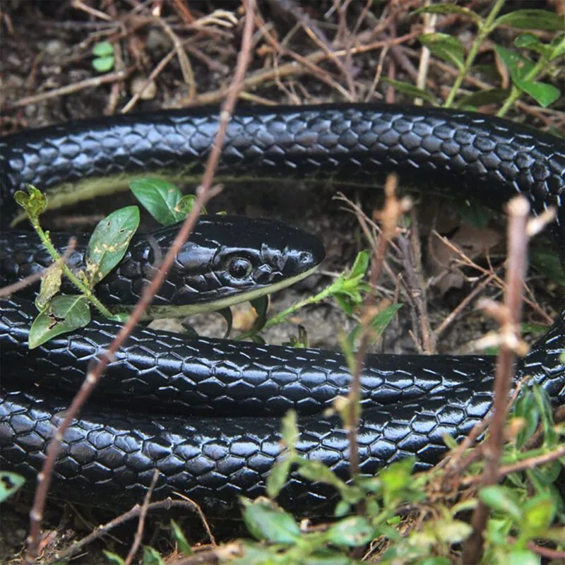 Realistic Rubber Snake Toy - Fake Garden Snake for Pranks | Pest Control & Halloween Decoration | Lifelike Scary Gag Gift