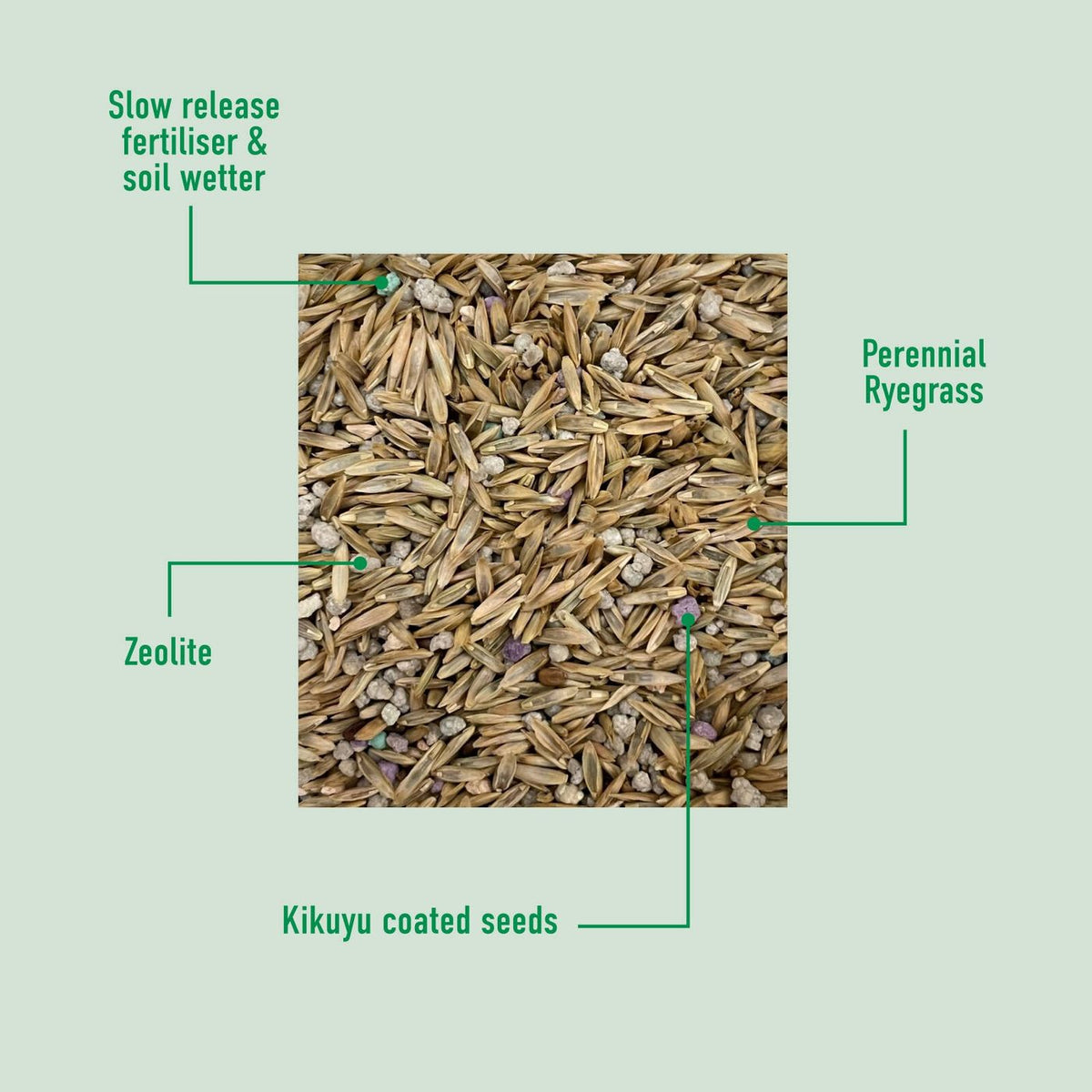 Munns Kikuyu Lawn Seed Blend 2.5kg, New Lawn Combination Emerald Kikuyu and Perennial Ryegrass, Gardening Lawn Seed Blend